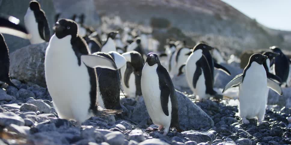 Antarctica
