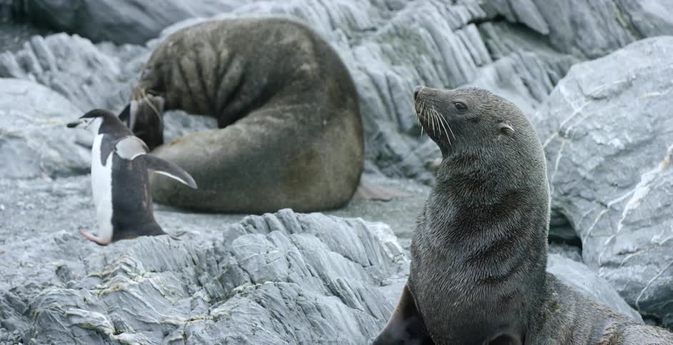 Seals and penguins are together on rocks