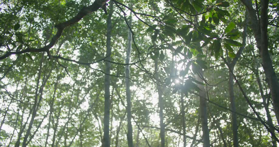 Sun shines through tall thin trees