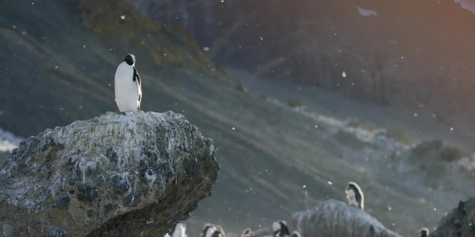 Antarctica