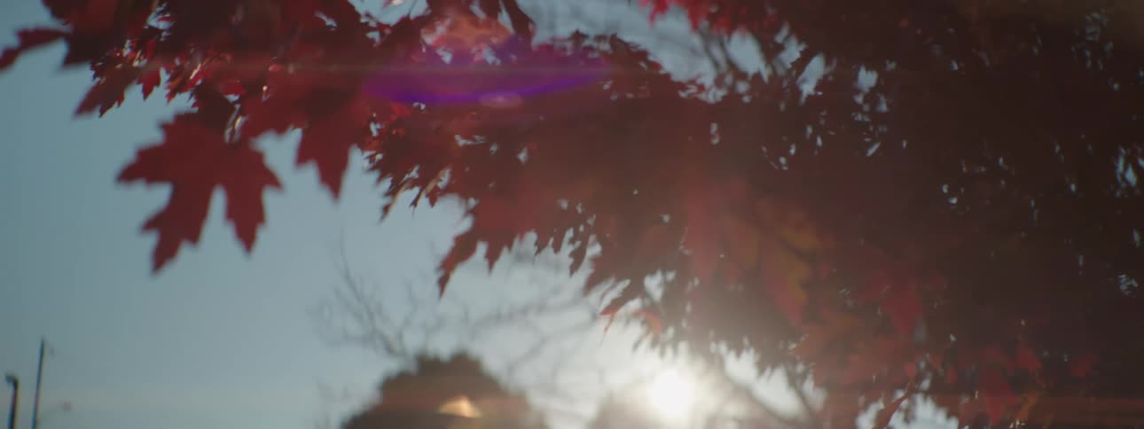 The red leaves in the wind