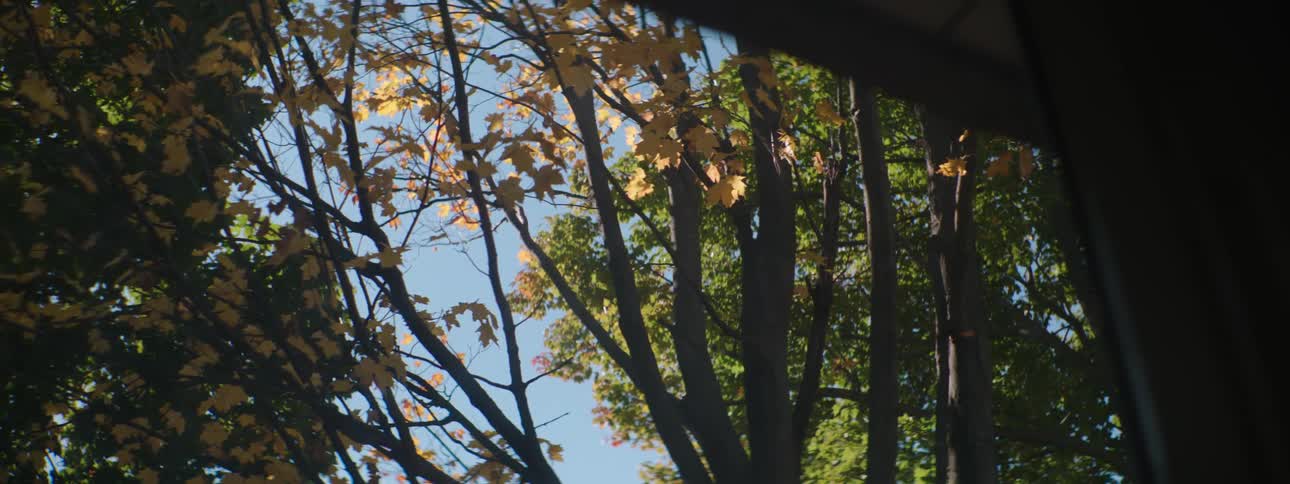Trees with fall leaves outside a window in a home