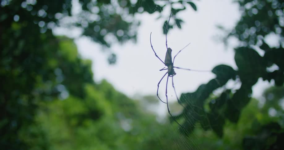 A spider in a web hanging from a tree