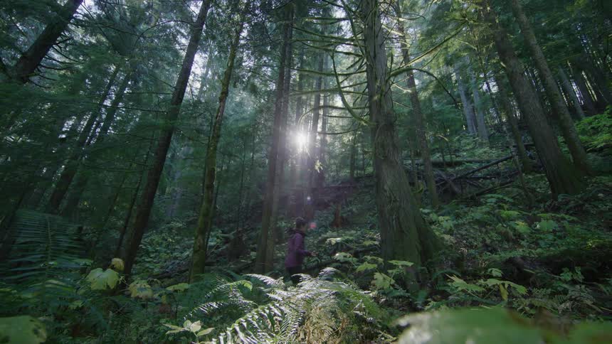 Super wide shot of a beautiful old growth forest and golden sun shining through it as a professional woman hikes through frame