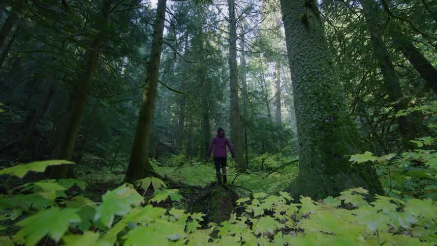 A woman holds her arms out for balance as she playfully walks along a fallen tree trunk in the woods as large old growth trees rise far above her