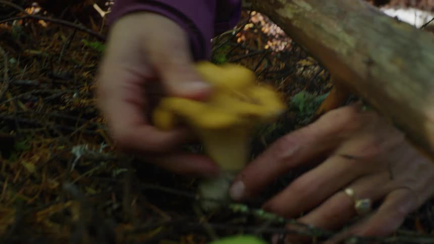 Tight shot of a focused women's face before the camera pans down and reveals her harvesting chanterelle mushrooms in old growth forests on a sunny autumn day