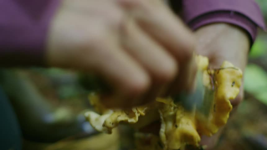 A woman in a plum rain jacket is cleaning a freshly picked mushroom after foraging for it in the old growth forest