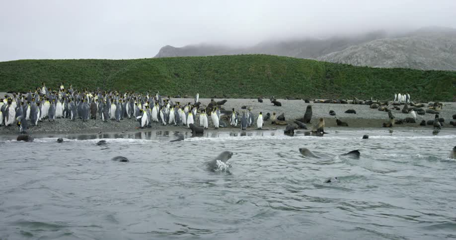Gathering of penguins and seals in the water and on the shore