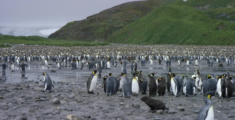 A large flock of penguins on a rocky plain
