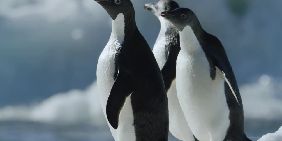 Three penguins standing and looking around