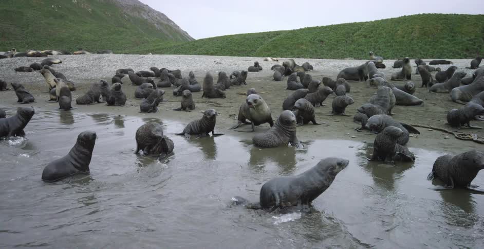 A group of seals are in the water near the shore