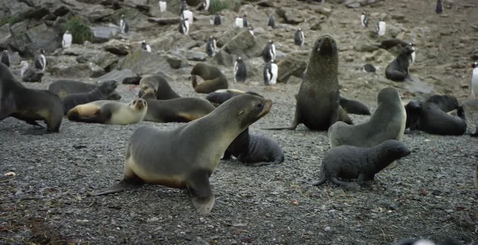 Seals waddle around a gravelly area