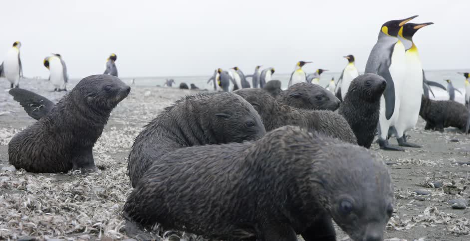 Baby seals waddle around near penguins