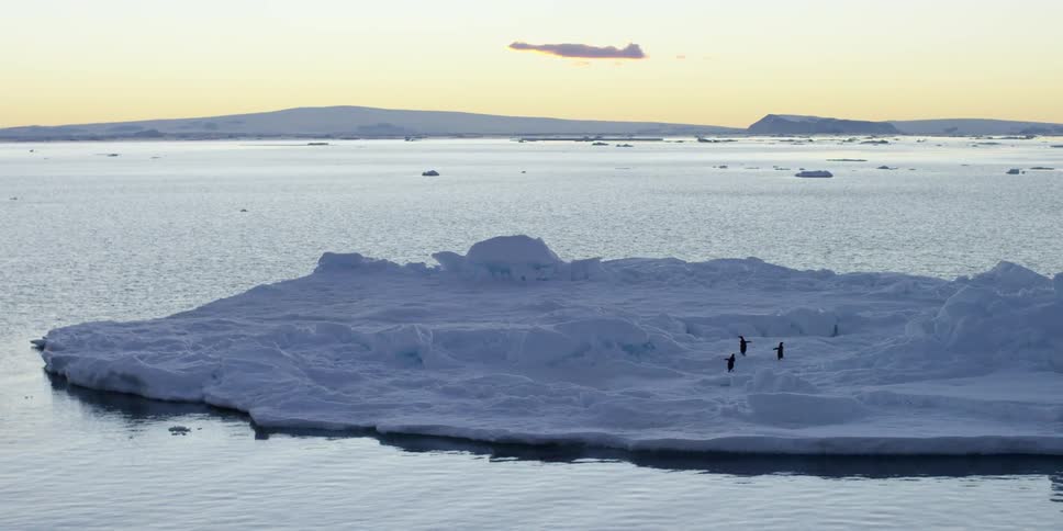 Penguins walking on large iceberg