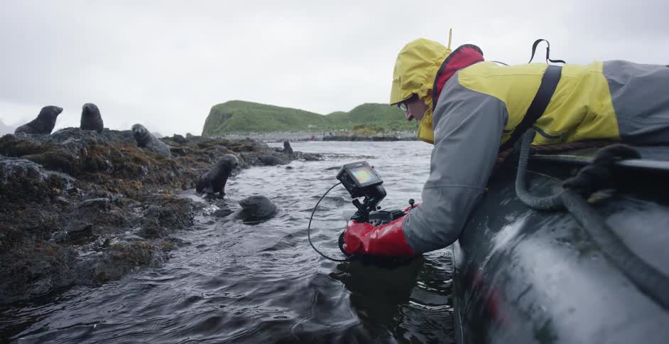 A man takes photos underwater near seals