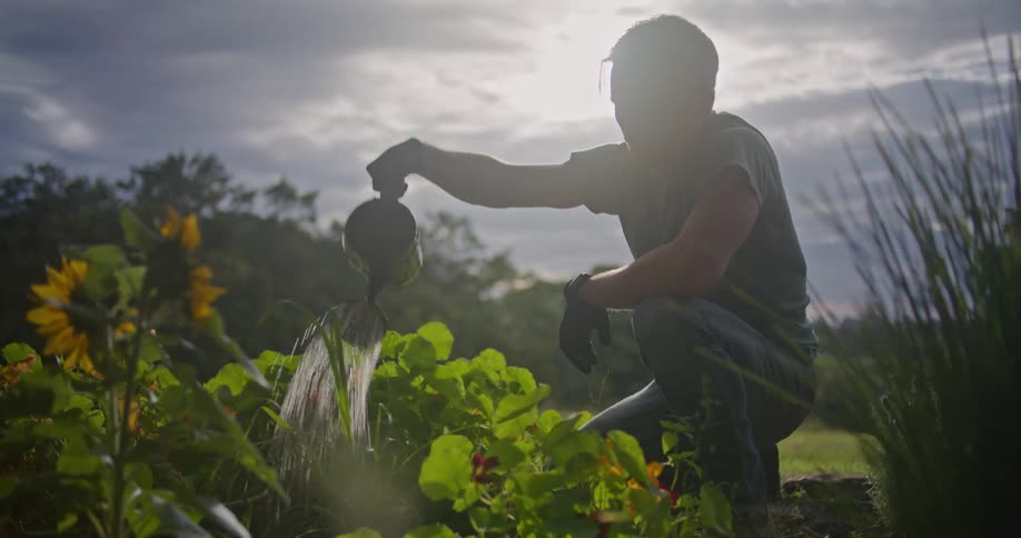 A man is kneeling while watering plants in a garden next to a field on a cloudy day