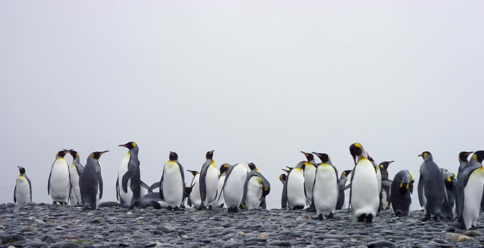 Penguins stand together on rocks