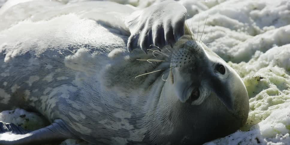 Seal scratching its face with its flipper