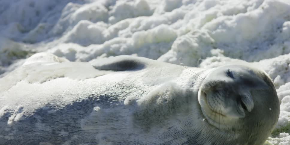 A seal looks up and then lies down