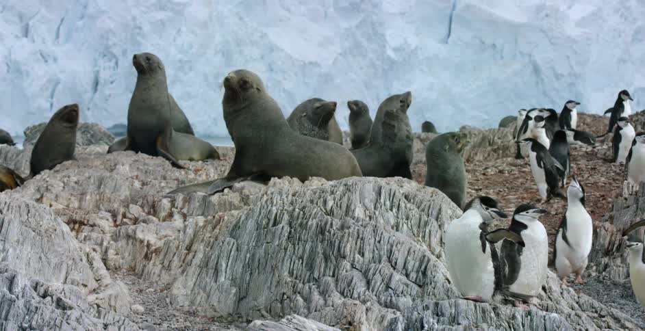 Seals and penguins stand side by side on rocks