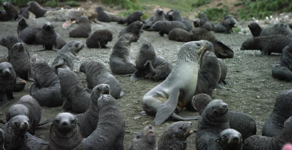 A group of seals walk around on rocks