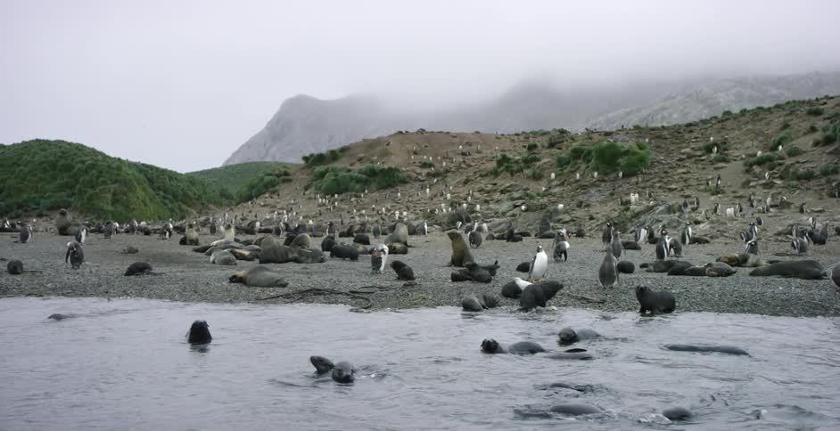 Sea lions swim to shore joining other seals and penguins
