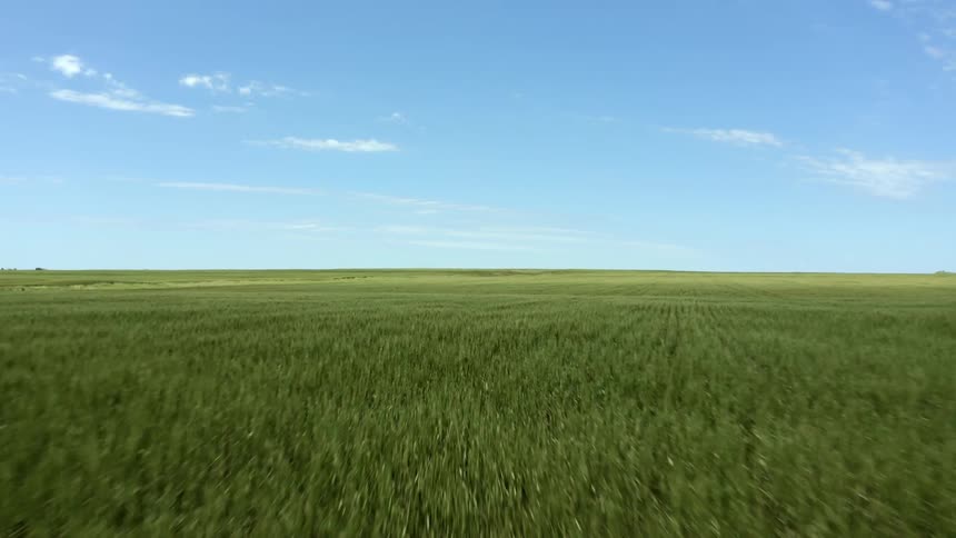 Aerial view of rows of green rows of crops on a field under a blue sky