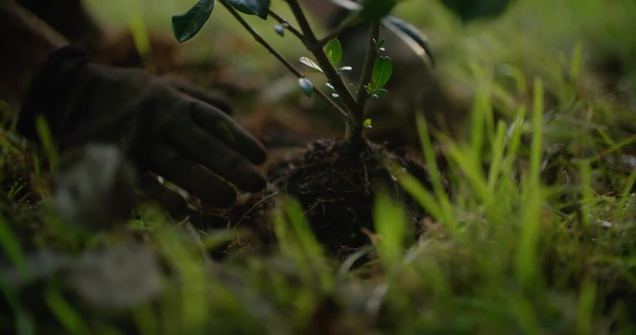 A man packs dirt around a newly planted tree