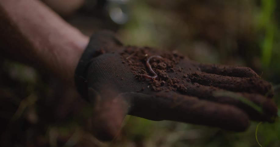 Someone wearing a dark colored glove is holding a worm in their hand