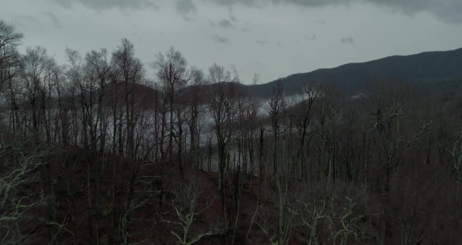 Barren trees line the side of a hill near mountains obscured by thick fog