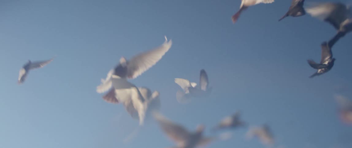 Pigeons fly up in the sky and over a building during the day