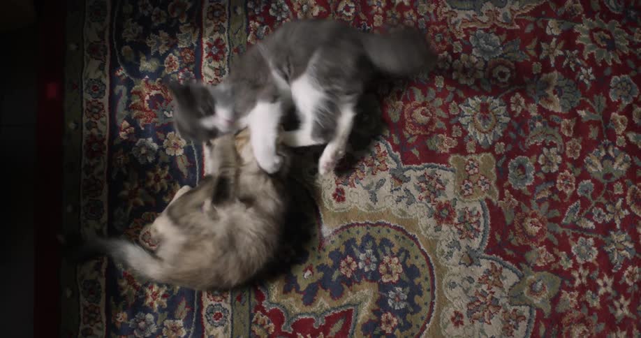 Two kittens fighting playfully on a rug