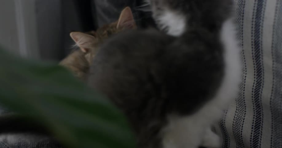 A kitten turns around and climbs on another kitten