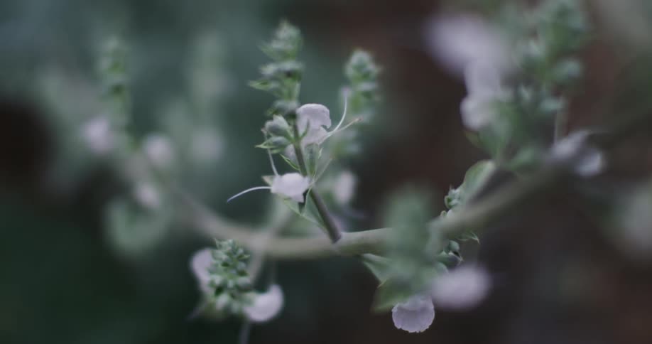 Blossoms grow on a branch