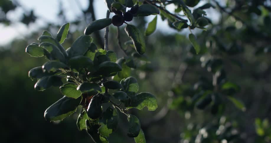 Closeup of leaves on a tree