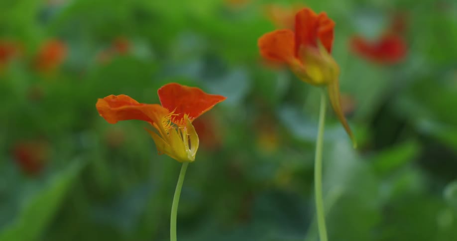 A red flower sways in the breeze