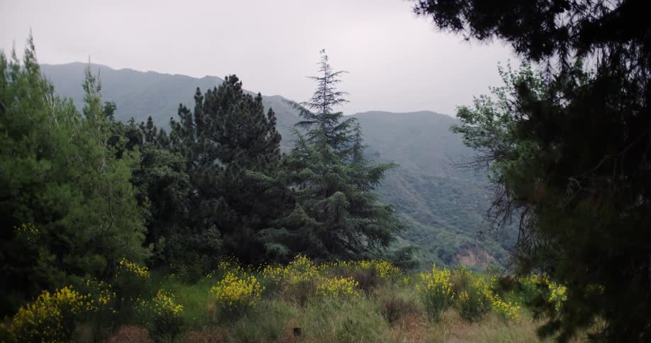 Tall grass with trees behind it and mountains