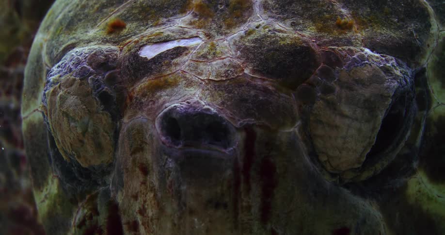 A turtle is floating underwater
