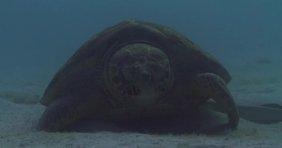 Turtle sits on sandy bottom in murky water as another turtle swims by in background