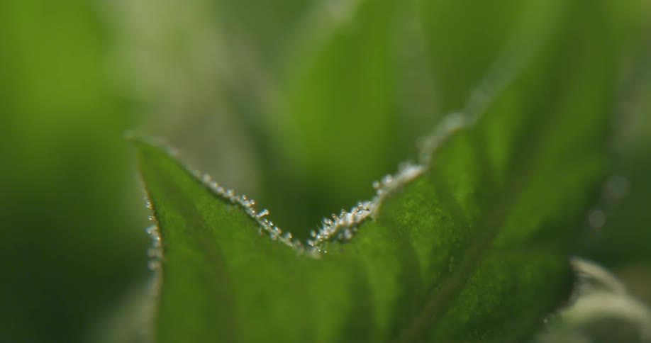 Small glistening tentacles on the edge of a green leaf