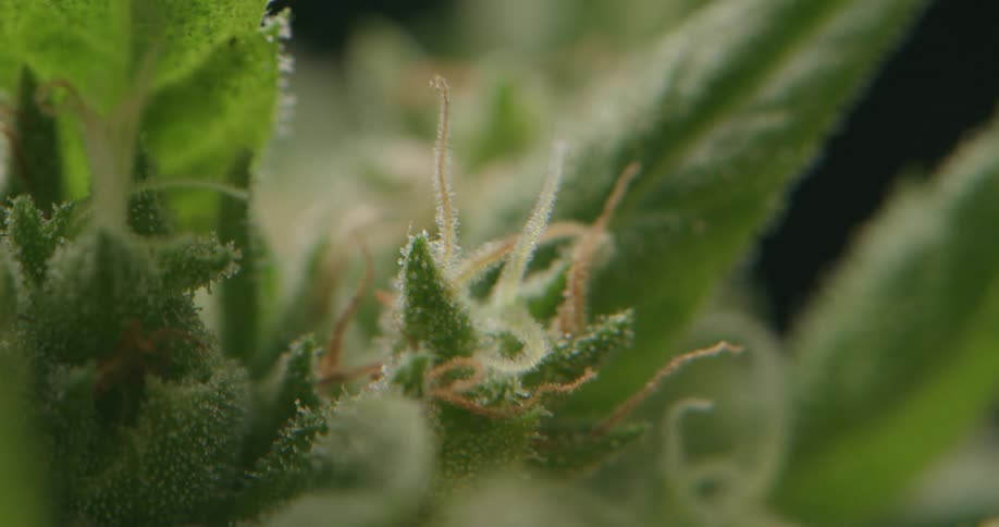 A very close up view of marijuana plant