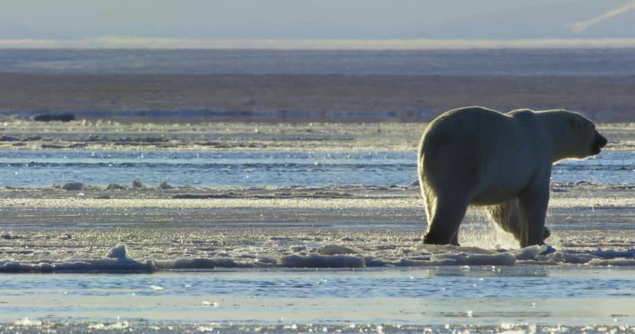 A polar bear walks along an icy shore