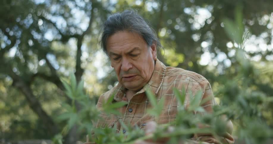 A man is checking the marijuana plants