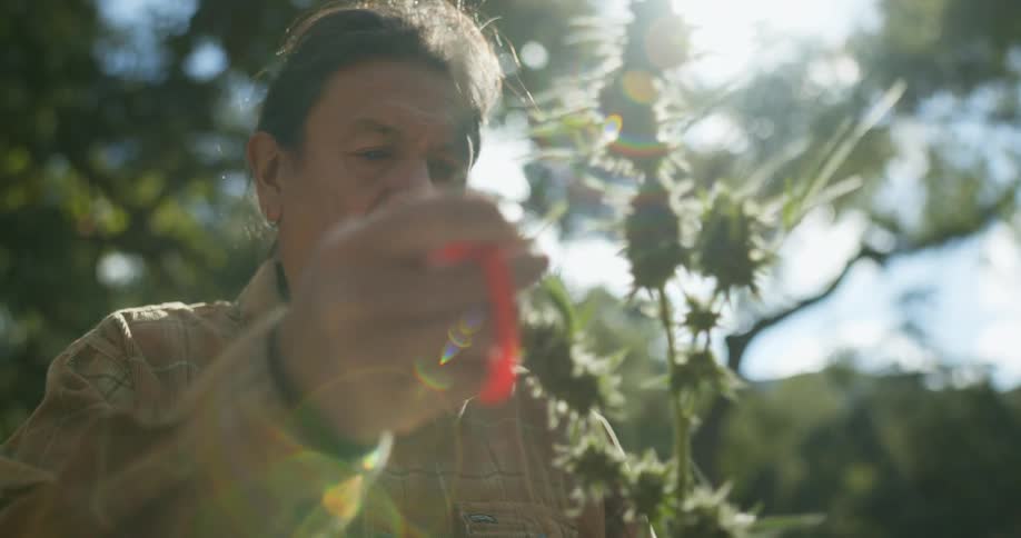 Man cuts leaves from marijuana cutting on sunny day