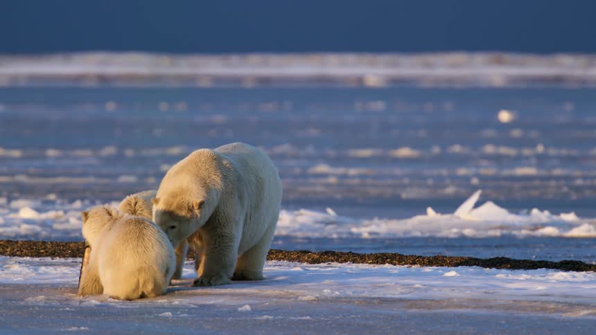 A polar bear shares food with its cub