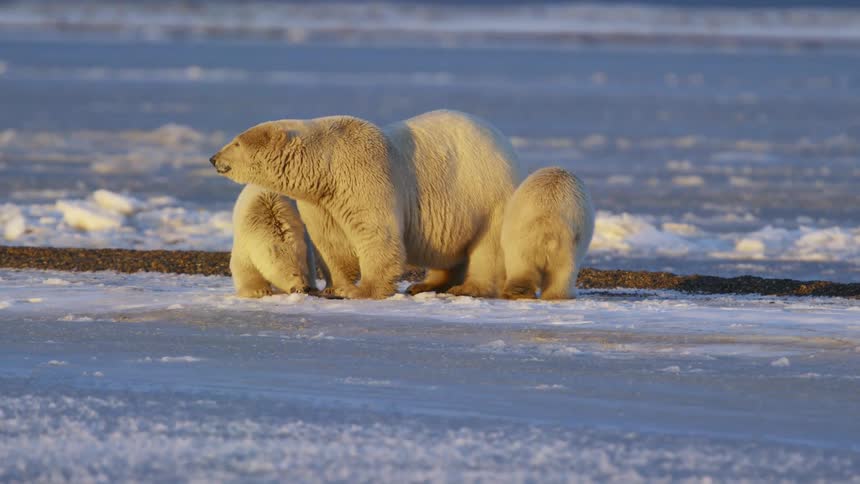 Polar bear cubs cuddle with their mother in the snow