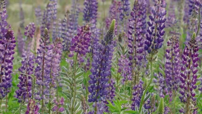 Purple wild flowers (Lupinus perennis) move in the wind in this hand held dynamic shot