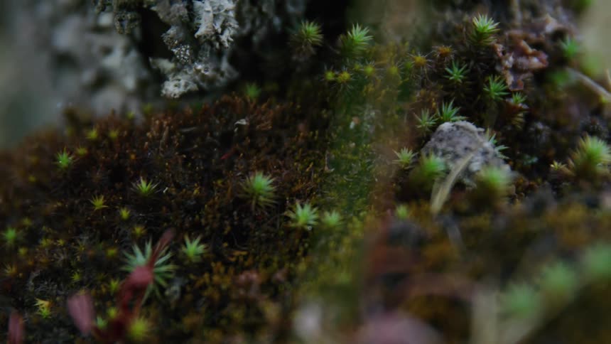 Macro shot of moss and epiphytes clinging to old growth forest floor