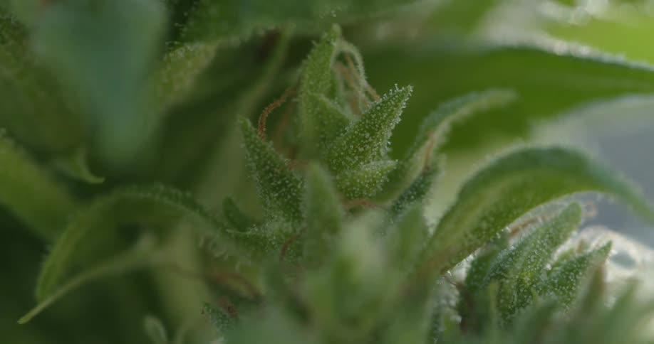Raining falling on a green plant
