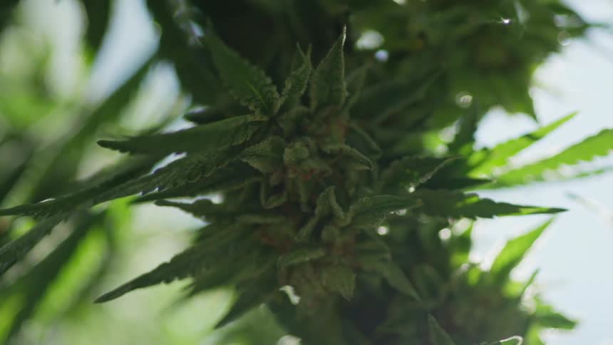 Close up view of a cannabis plants leaves and buds